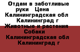 Отдам в заботливые руки › Цена ­ 1 - Калининградская обл., Калининград г. Животные и растения » Собаки   . Калининградская обл.,Калининград г.